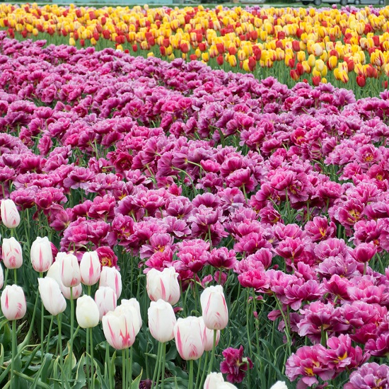 Is soft washing safe for my plants and landscaping?