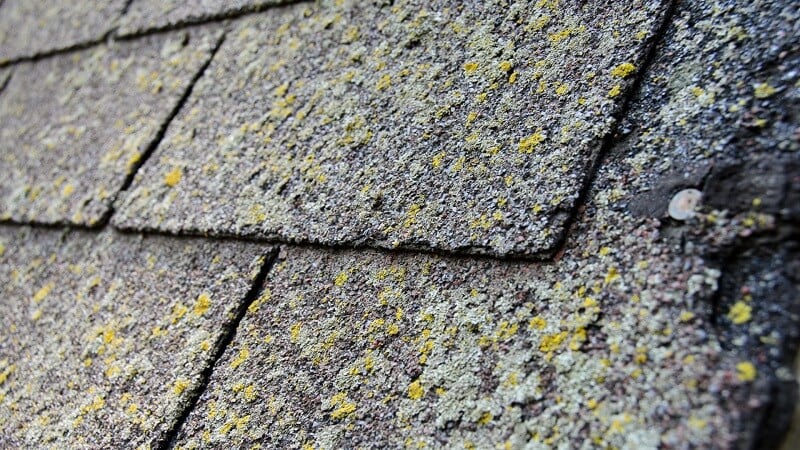 algae growth on asphalt shingles
